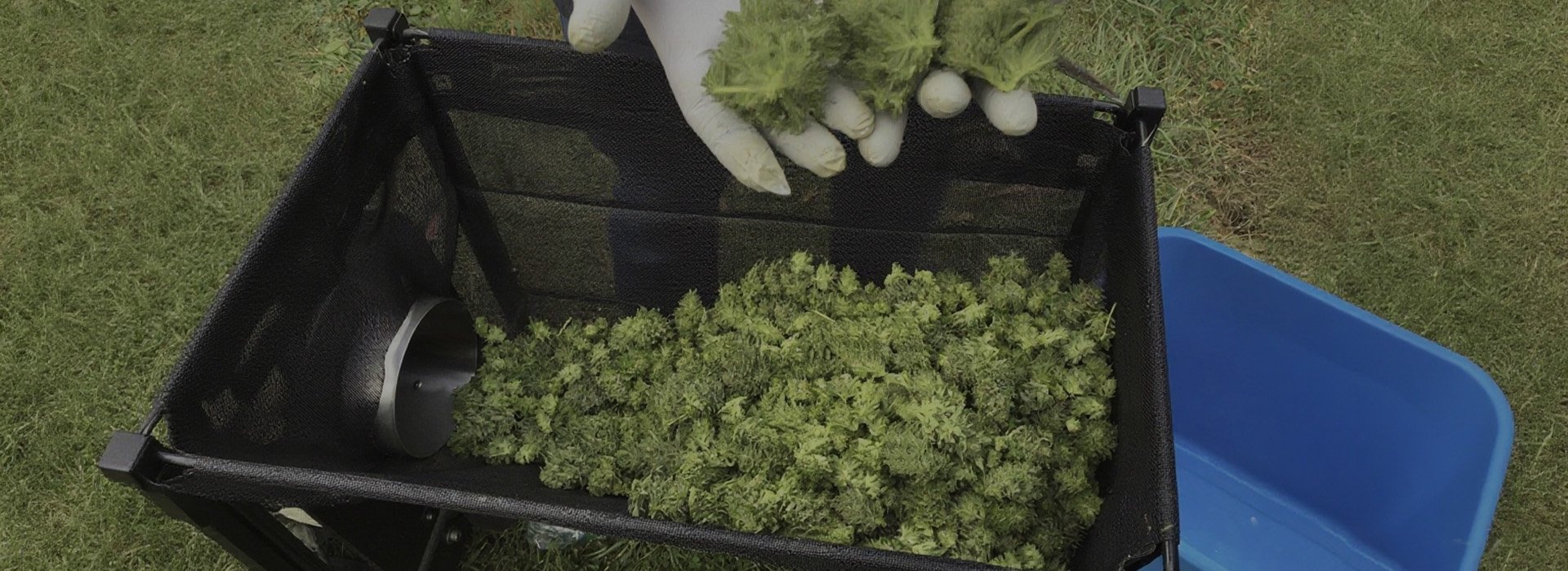 Cannabis Bucking Machine