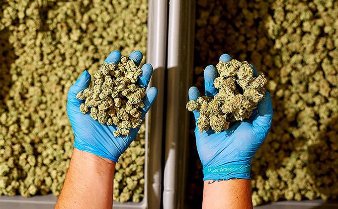 Core Applications-Finished Bud Grading & Purification