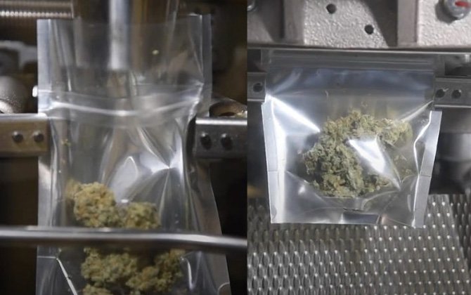 2 cannabis-packaging-machine-working-process