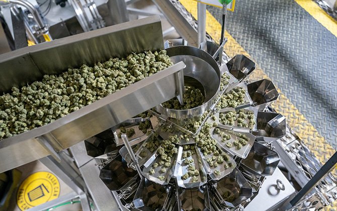 5 cannabis-bud-packaging-factory-line