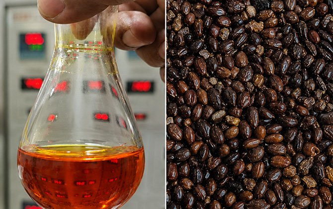 Sea Buckthorn CO2 Extract botanical extraction equipment